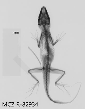 Media type: image;   Herpetology R-82934 Aspect: dorsoventral x-ray